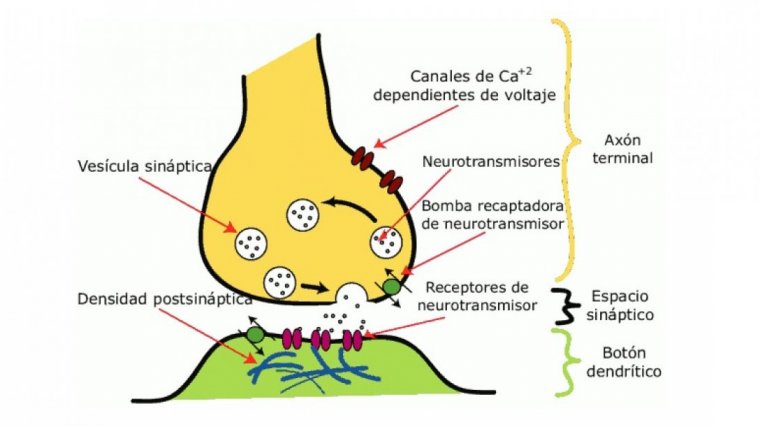 Neurotransmisores Qué Son 10 Tipos Principales Y Funciones 9564