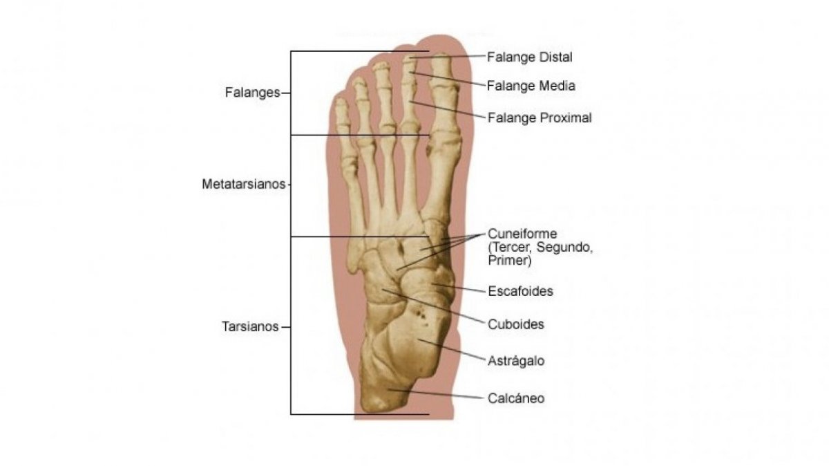 I said right foot текст. Foot Anatomy. Foot Bones. Фута анатомия. Foot Bones name.