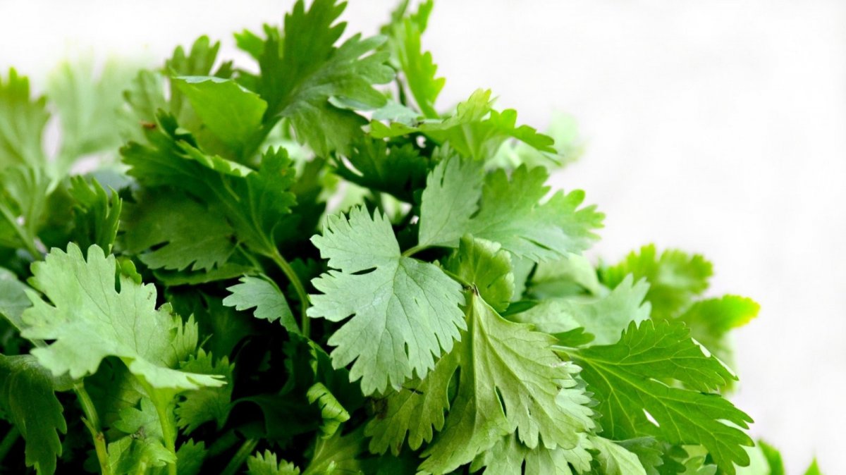 cilantro-benefits-and-recipes