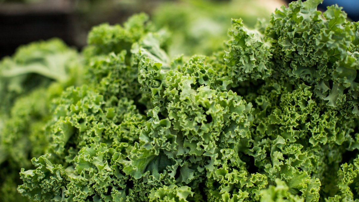 Kale Recipes, Nutrition And Benefits