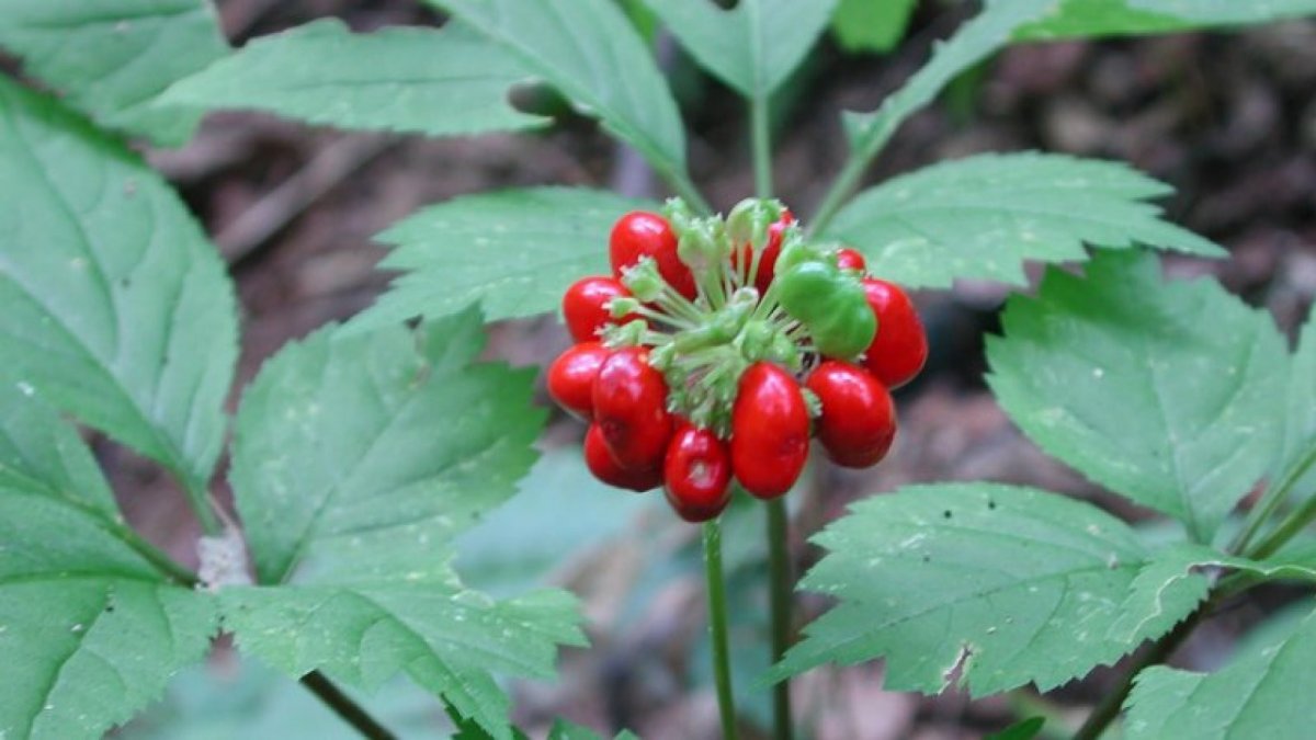 Panax quinquefolius