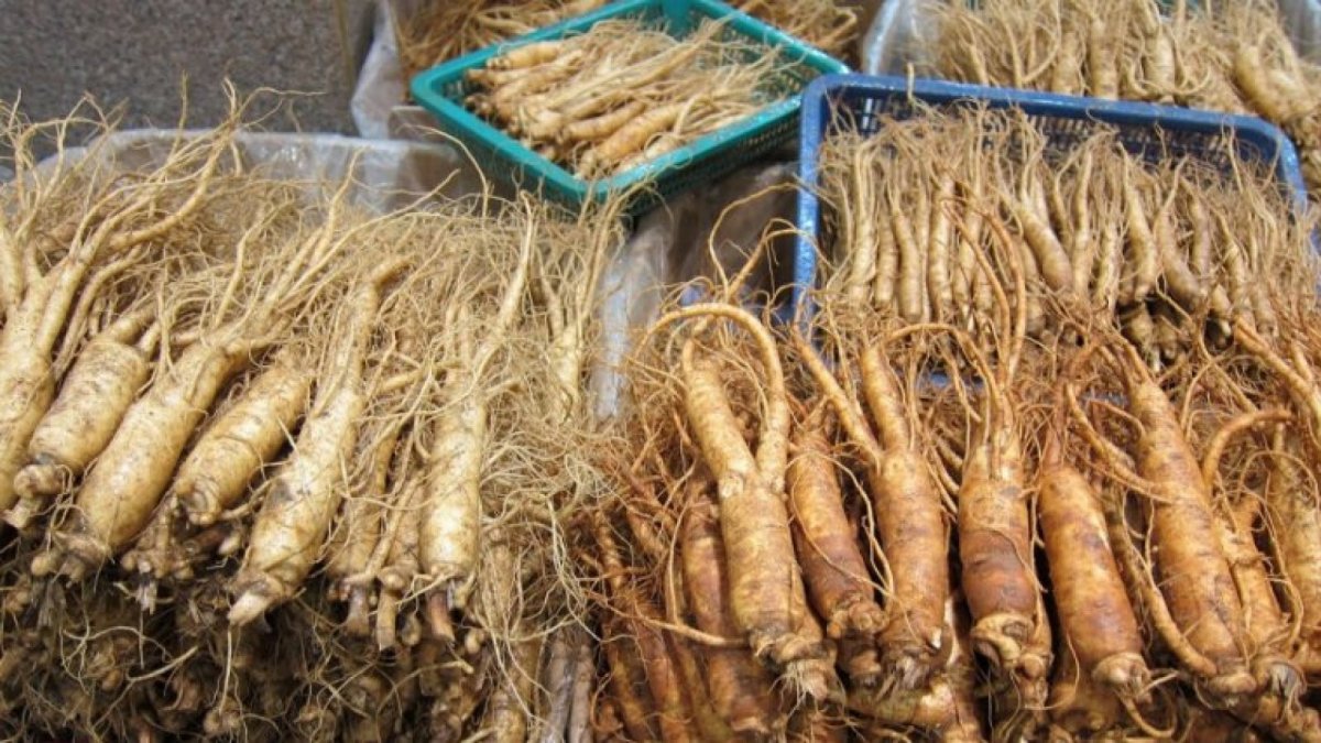 Ginseng What It Is, Benefits And Uses