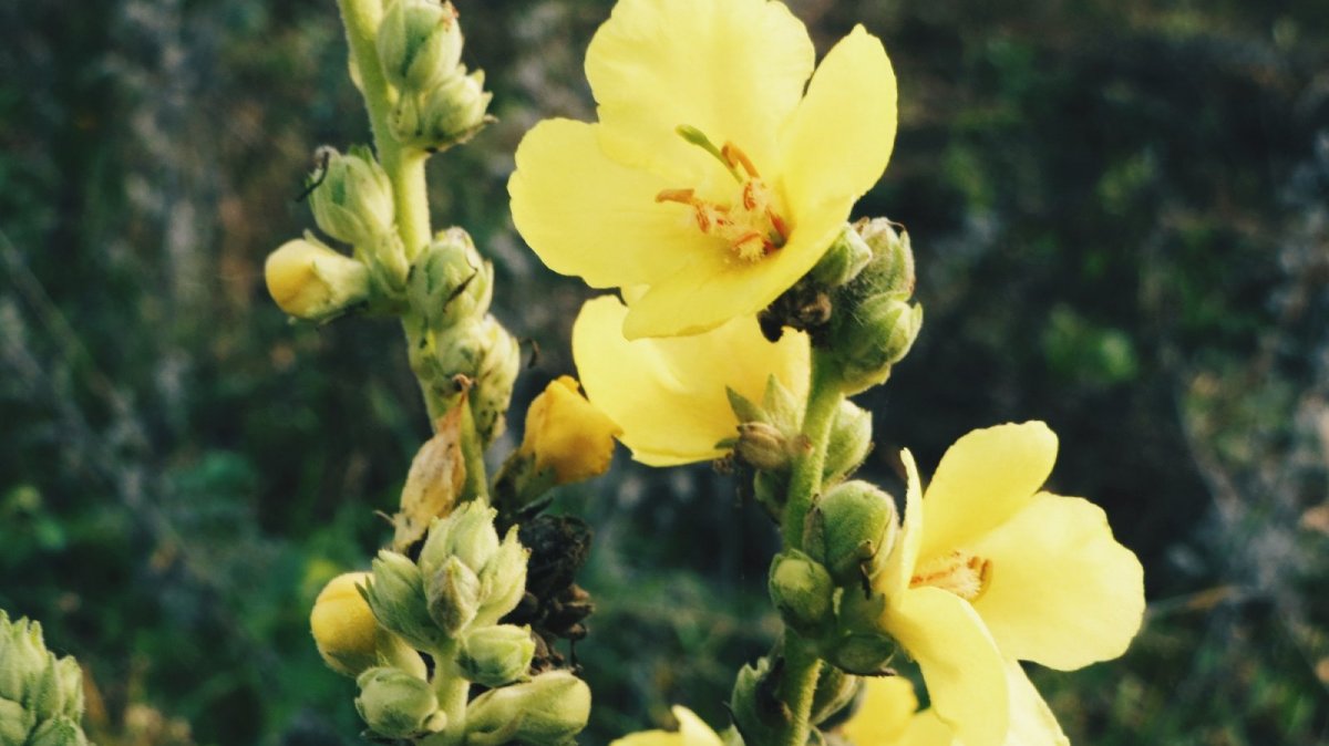 Gordolobo (Verbascum thapsus) para qué sirve y