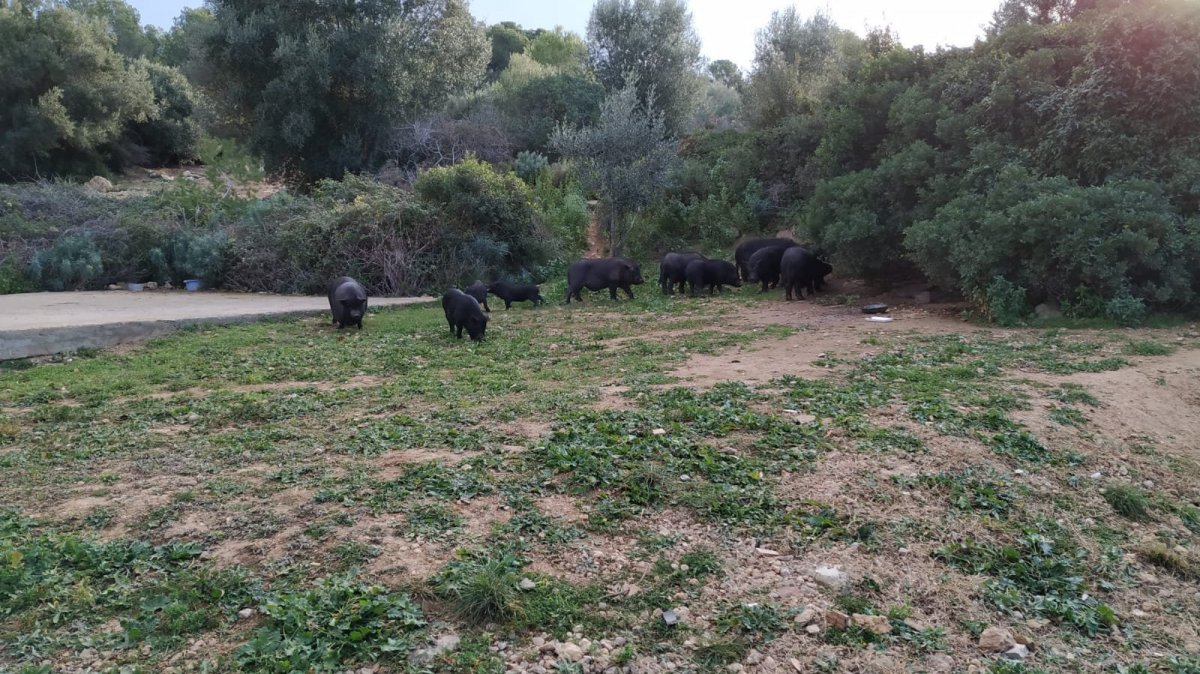 Conflicte per la presència de porcs vietnamites a Sant Pere i Sant Pau