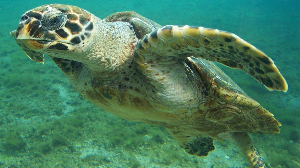Salven 60 tortugues capturades accidentalment al Delta