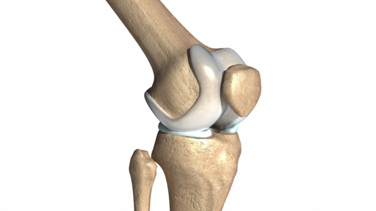 Anatomía de la rodilla ligamentos, huesos y músculos