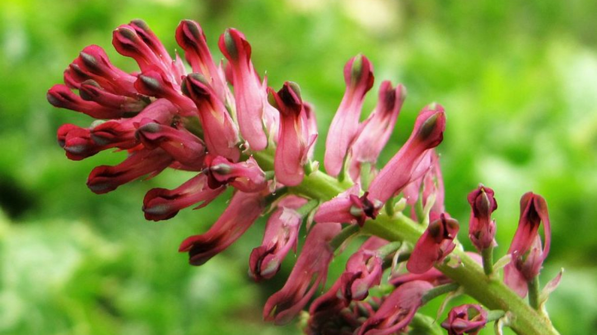 Дымянка лекарственная (fumaria officinalis)