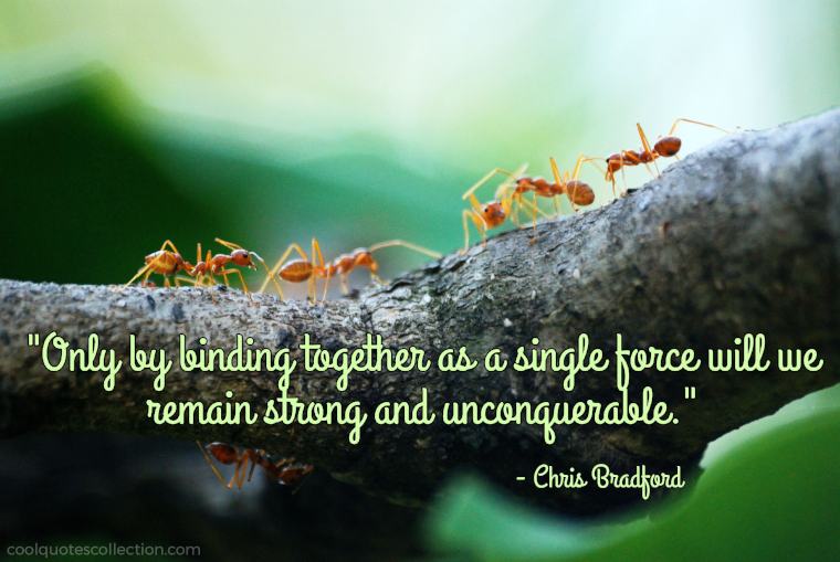 Teamwork Picture Quotes - "Only by binding together as a single force will we remain strong and unconquerable."